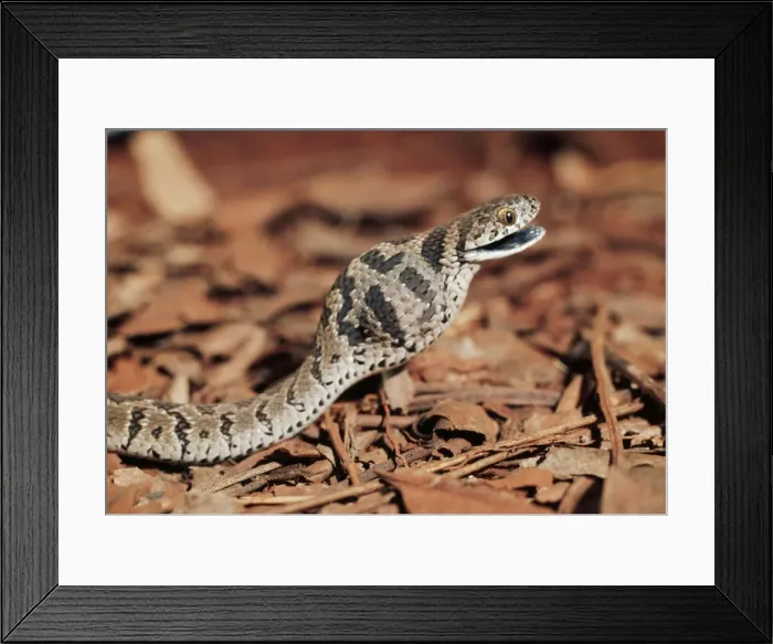 Framed Print : Picture No. 10890542 Framed Print : Picture No. 10890542