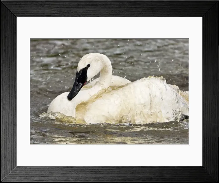 Framed Print : Picture No. 10890548 Framed Print : Picture No. 10890548