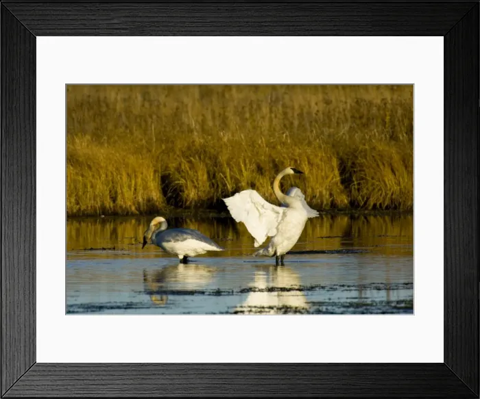 Framed Print : Picture No. 10890549 Framed Print : Picture No. 10890549