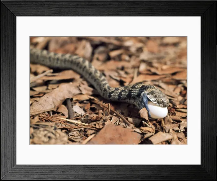 Framed Print : Picture No. 10890544 Framed Print : Picture No. 10890544