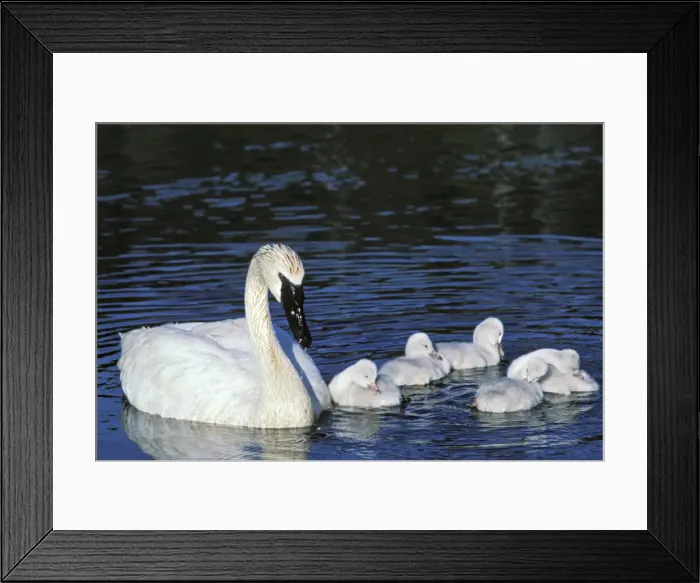 Framed Print : Picture No. 10890550