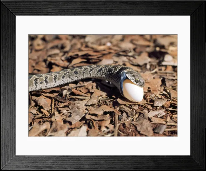 Framed Print : Picture No. 10890543 Framed Print : Picture No. 10890543