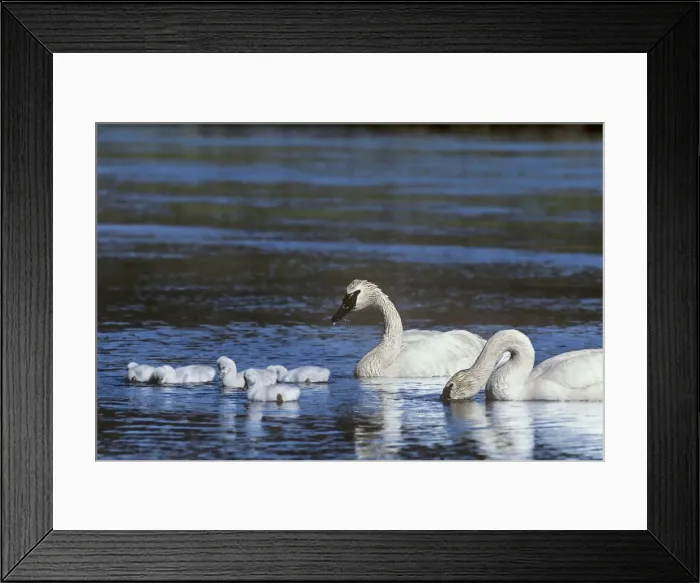 Framed Print : Picture No. 10890551 Framed Print : Picture No. 10890551