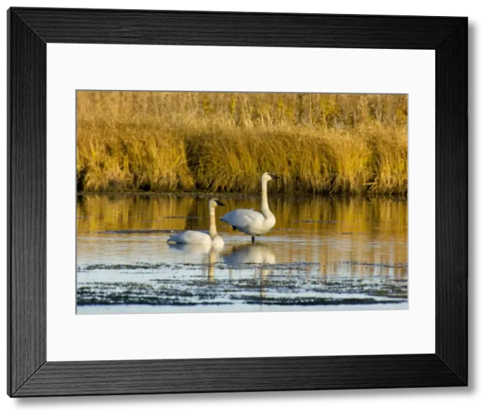 Framed Print : Picture No. 10890553 Framed Print : Picture No. 10890553