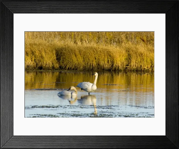 Framed Print : Picture No. 10890554 Framed Print : Picture No. 10890554