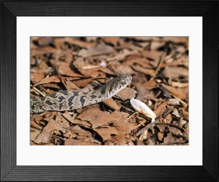 Framed Print : Picture No. 10890545 Framed Print : Picture No. 10890545