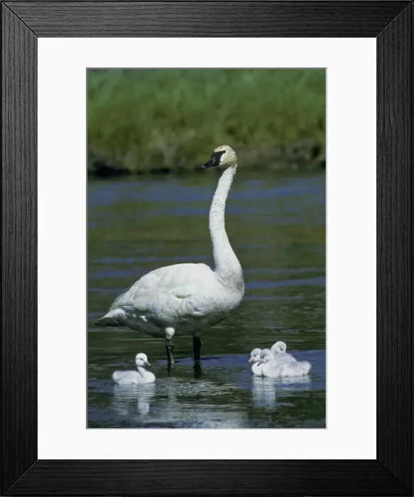 Framed Print : Picture No. 10890556 Framed Print : Picture No. 10890556