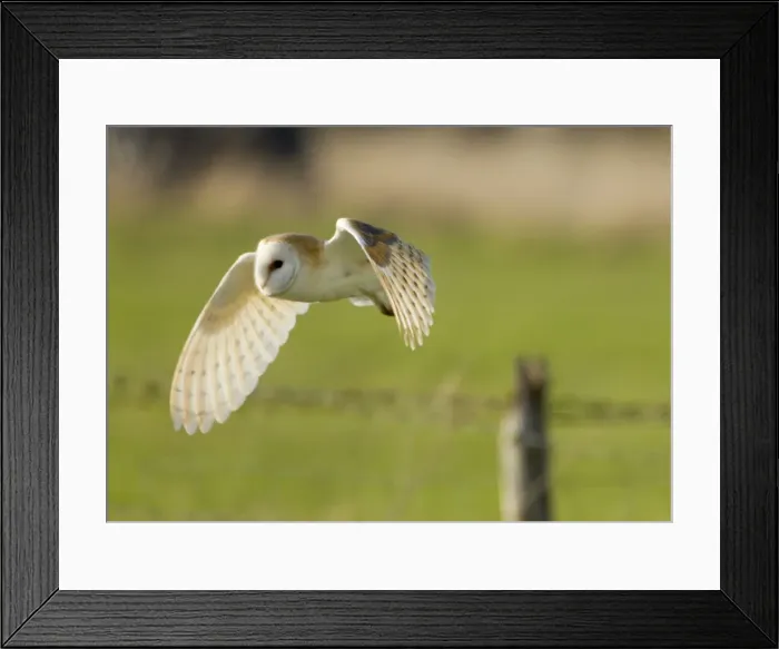 Framed Print : Picture No. 10890559 Framed Print : Picture No. 10890559