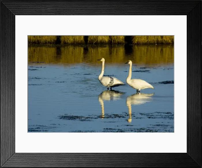 Framed Print : Picture No. 10890552 Framed Print : Picture No. 10890552