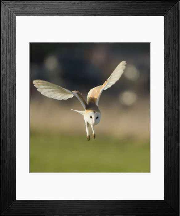 Framed Print : Picture No. 10890560 Framed Print : Picture No. 10890560