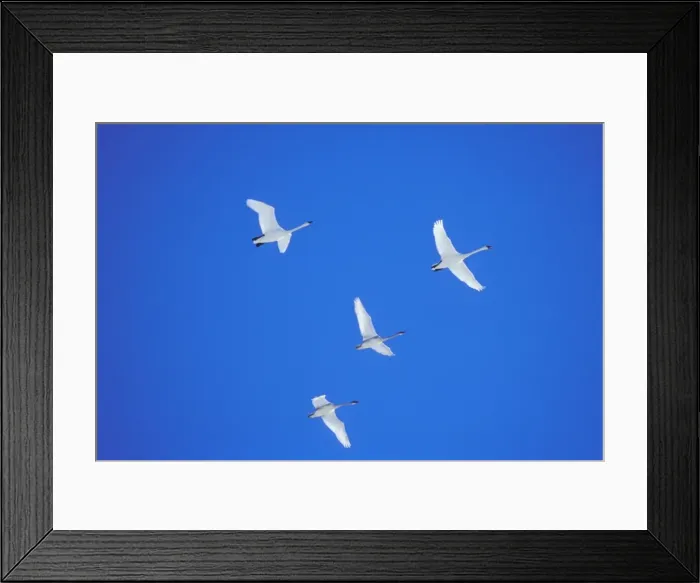 Framed Print : Picture No. 10890557 Framed Print : Picture No. 10890557