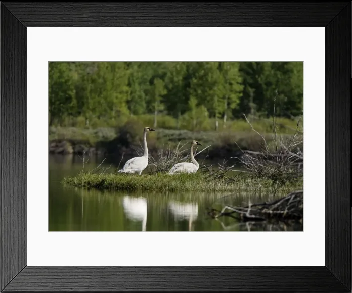 Framed Print : Picture No. 10890555 Framed Print : Picture No. 10890555