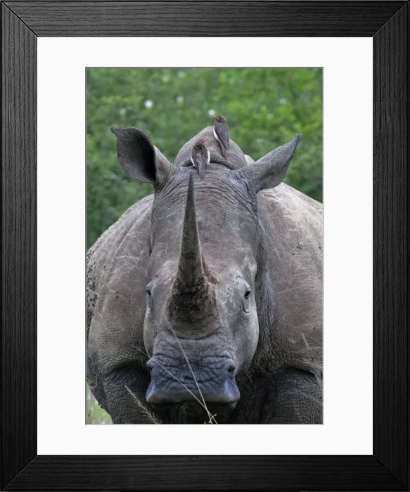 Framed Print : Picture No. 10890561