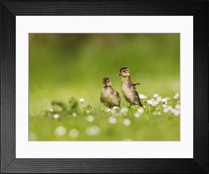 Framed Print : Picture No. 10890562 Framed Print : Picture No. 10890562