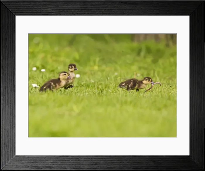 Framed Print : Picture No. 10890563 Framed Print : Picture No. 10890563