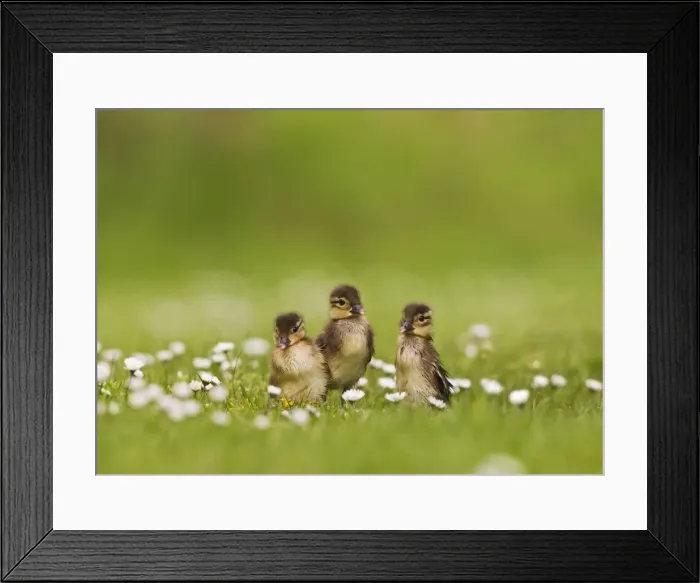 Framed Print : Picture No. 10890567 Framed Print : Picture No. 10890567