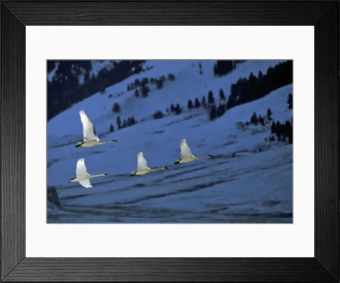 Framed Print : Picture No. 10890558
