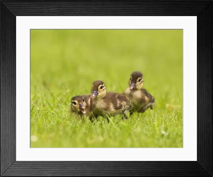 Framed Print : Picture No. 10890566 Framed Print : Picture No. 10890566