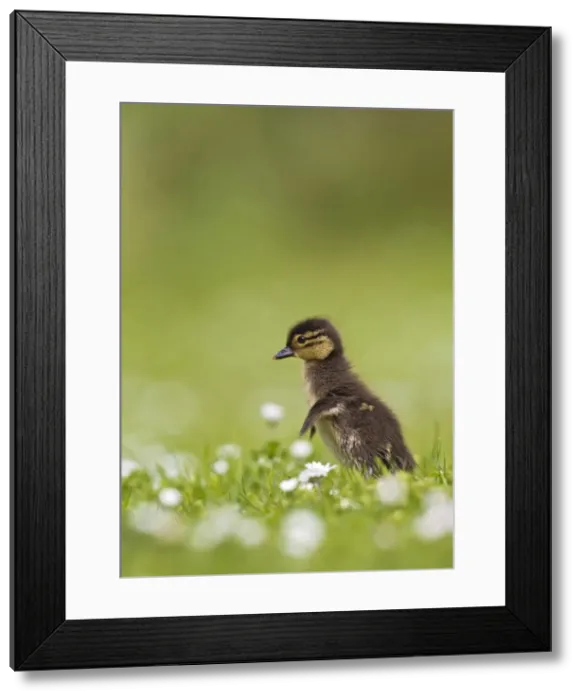 Framed Print : Picture No. 10890568 Framed Print : Picture No. 10890568