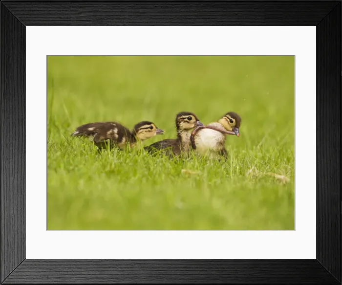 Framed Print : Picture No. 10890565 Framed Print : Picture No. 10890565
