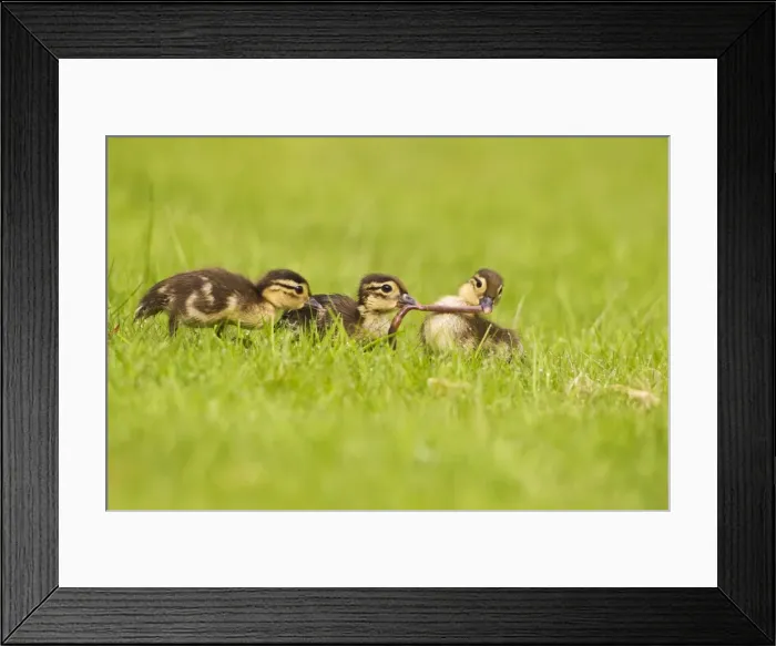 Framed Print : Picture No. 10890564 Framed Print : Picture No. 10890564