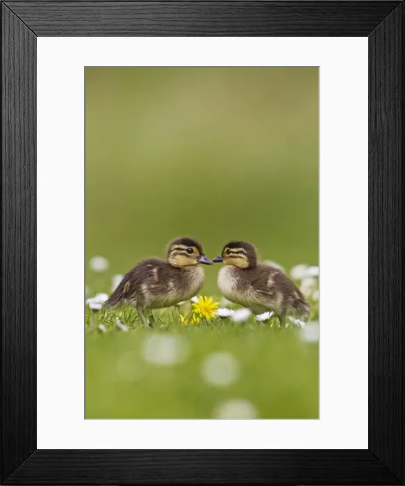 Framed Print : Picture No. 10890570 Framed Print : Picture No. 10890570