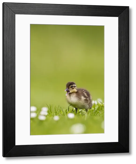Framed Print : Picture No. 10890572 Framed Print : Picture No. 10890572
