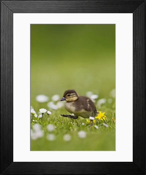 Framed Print : Picture No. 10890569