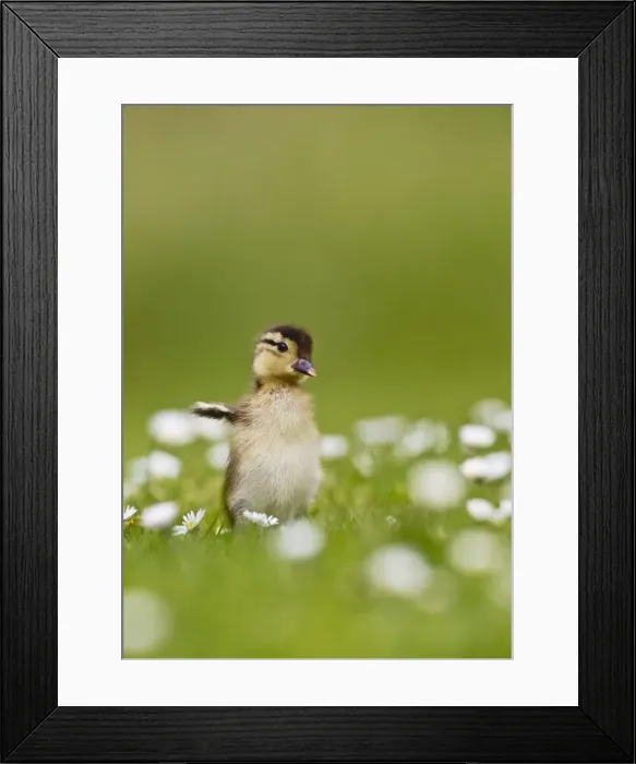 Framed Print : Picture No. 10890574 Framed Print : Picture No. 10890574