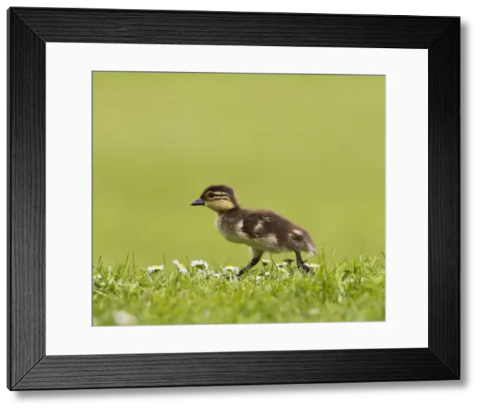 Framed Print : Picture No. 10890576 Framed Print : Picture No. 10890576