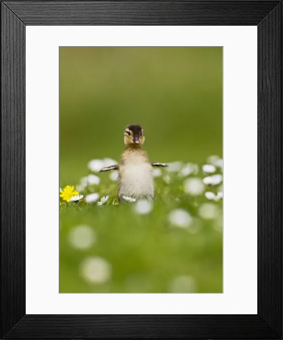 Framed Print : Picture No. 10890573 Framed Print : Picture No. 10890573