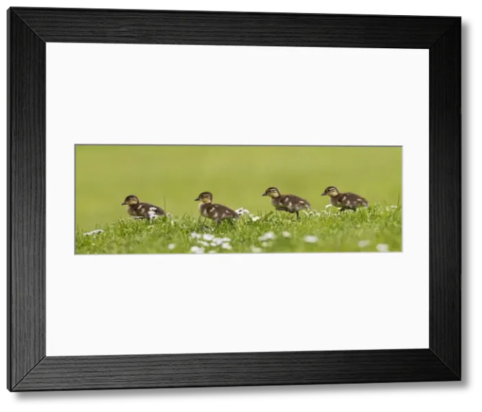 Framed Print : Picture No. 10890577