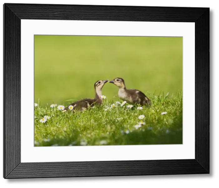 Framed Print : Picture No. 10890580