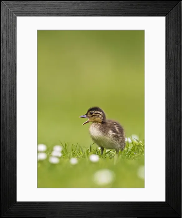 Framed Print : Picture No. 10890571 Framed Print : Picture No. 10890571