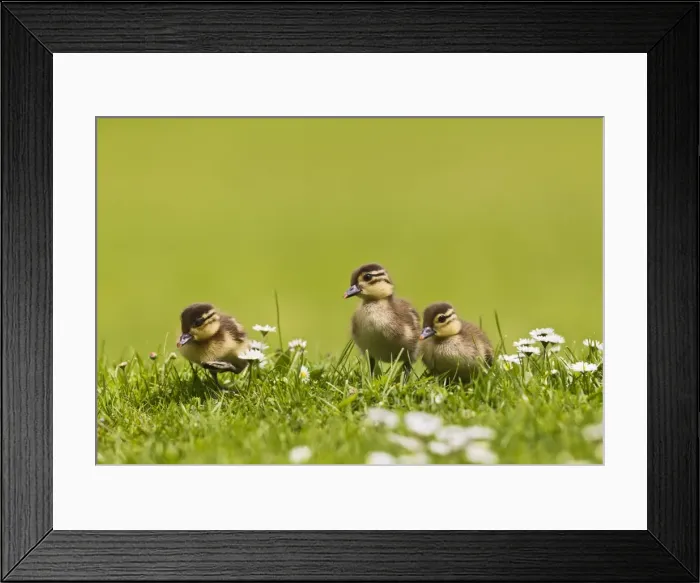 Framed Print : Picture No. 10890575 Framed Print : Picture No. 10890575