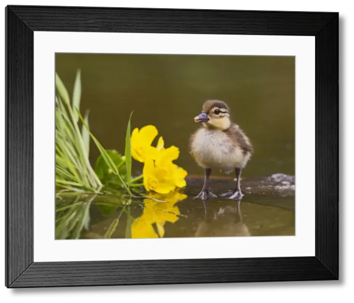 Framed Print : Picture No. 10890579 Framed Print : Picture No. 10890579