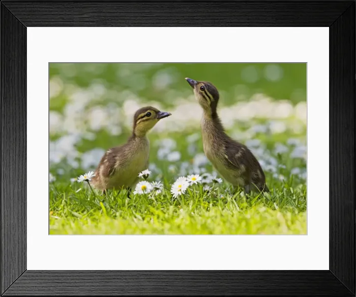 Framed Print : Picture No. 10890581 Framed Print : Picture No. 10890581