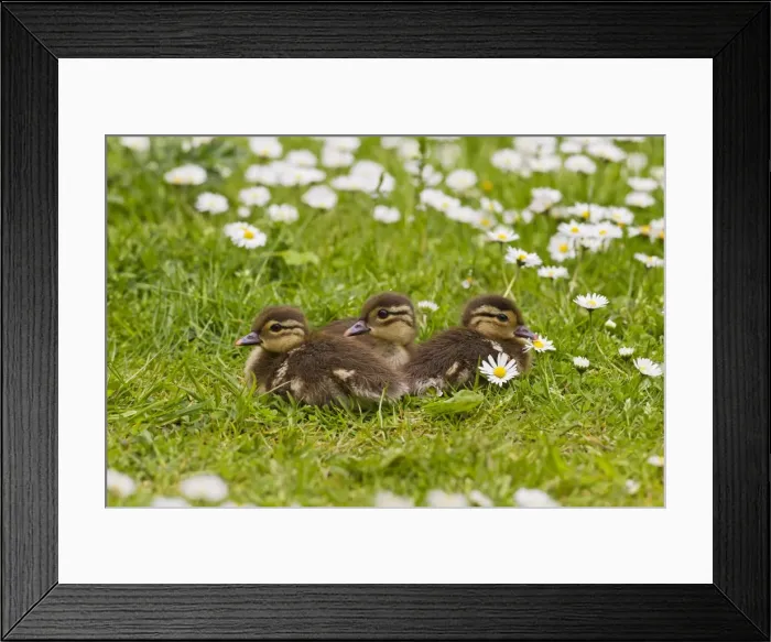 Framed Print : Picture No. 10890578 Framed Print : Picture No. 10890578
