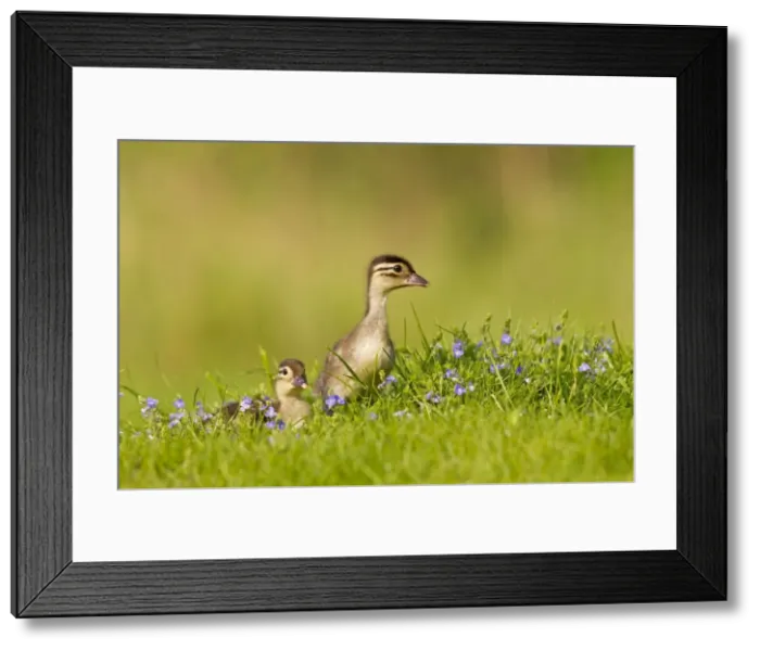 Framed Print : Picture No. 10890585