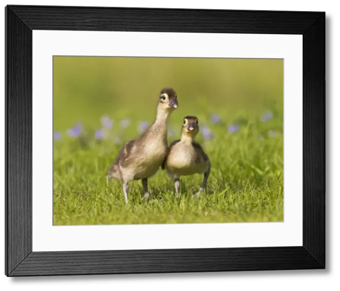 Framed Print : Picture No. 10890586 Framed Print : Picture No. 10890586