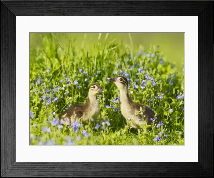 Framed Print : Picture No. 10890583 Framed Print : Picture No. 10890583