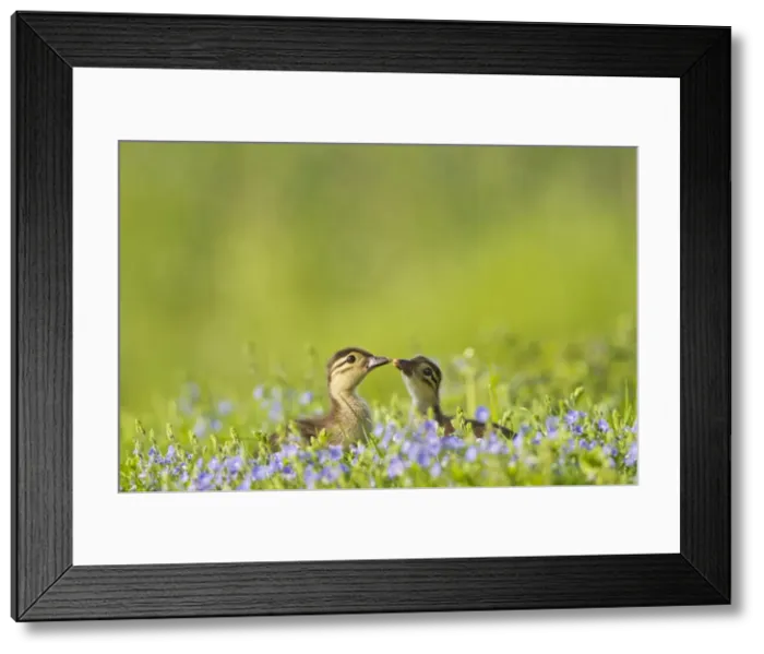 Framed Print : Picture No. 10890587 Framed Print : Picture No. 10890587