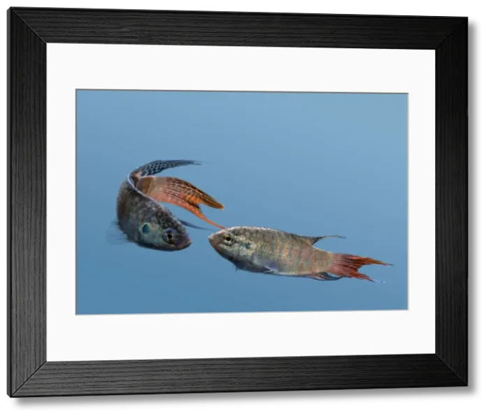 Framed Print : Picture No. 10890588
