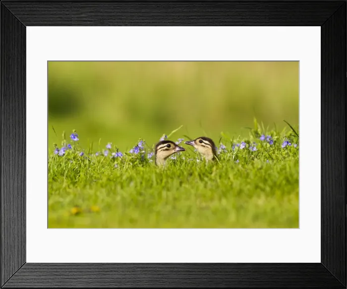 Framed Print : Picture No. 10890584 Framed Print : Picture No. 10890584