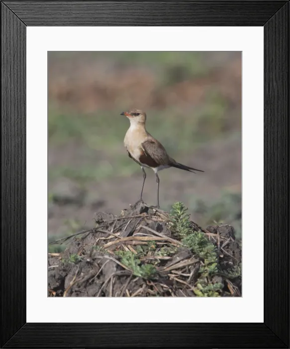 Framed Print : Picture No. 10890590 Framed Print : Picture No. 10890590