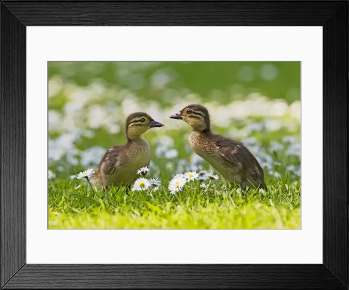 Framed Print : Picture No. 10890582 Framed Print : Picture No. 10890582