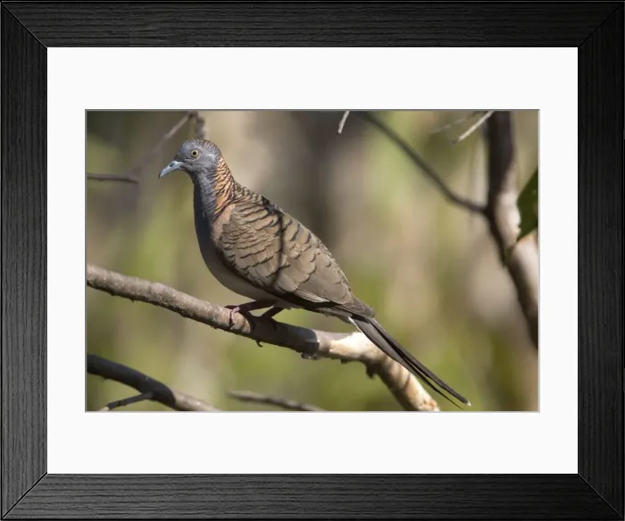 Framed Print : Picture No. 10890594 Framed Print : Picture No. 10890594