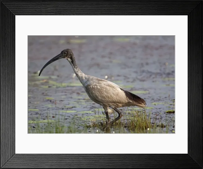 Framed Print : Picture No. 10890592 Framed Print : Picture No. 10890592