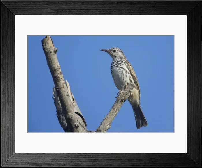 Framed Print : Picture No. 10890593 Framed Print : Picture No. 10890593