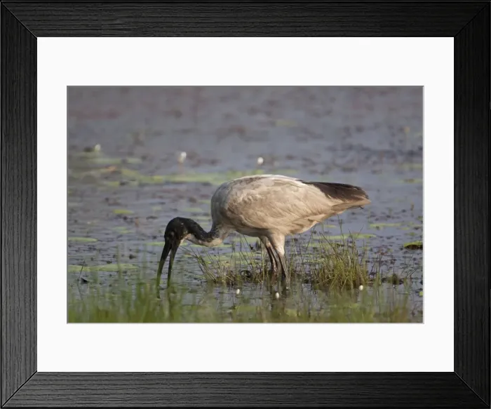 Framed Print : Picture No. 10890591 Framed Print : Picture No. 10890591
